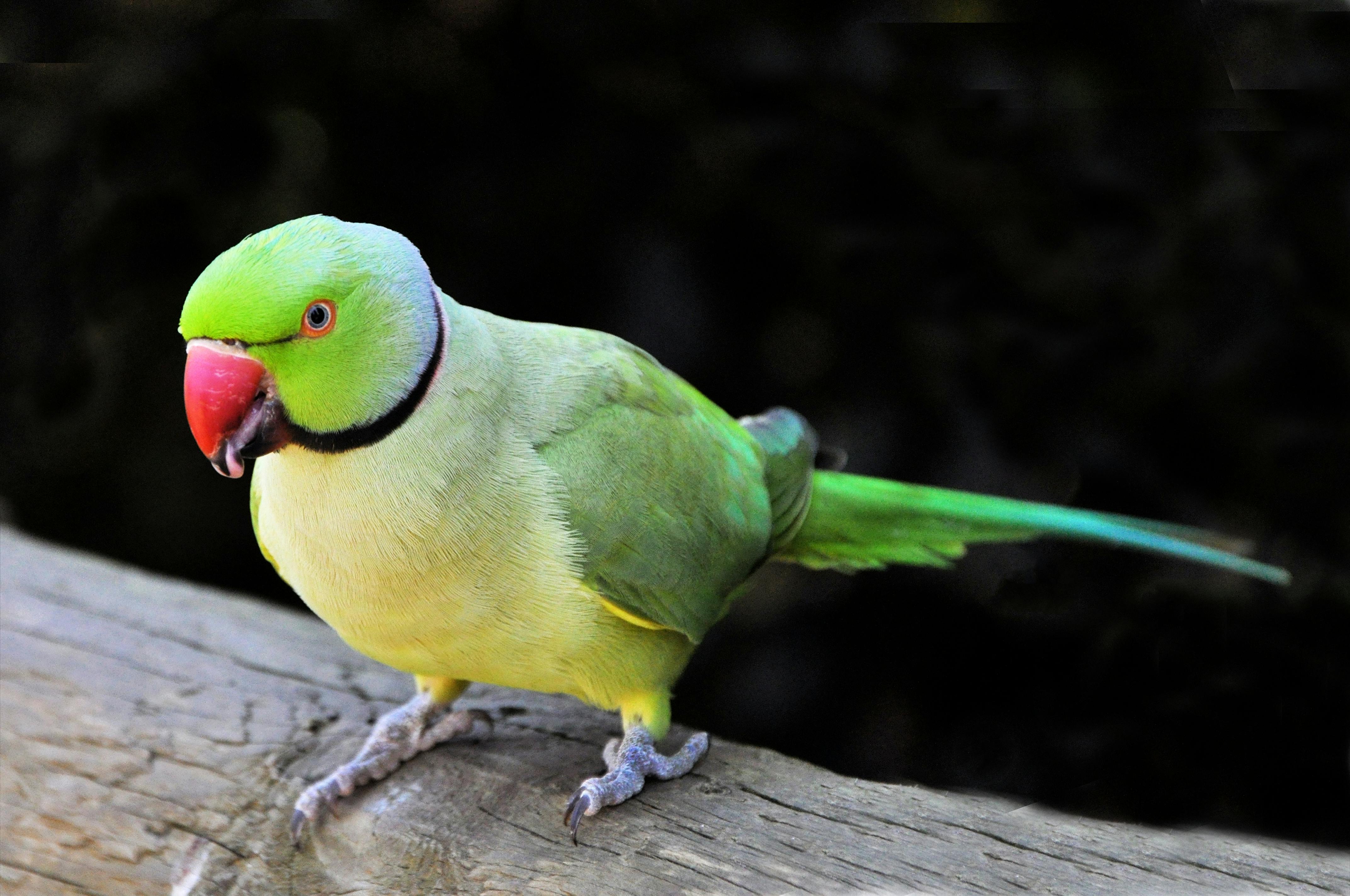 Happy Pet Parrot