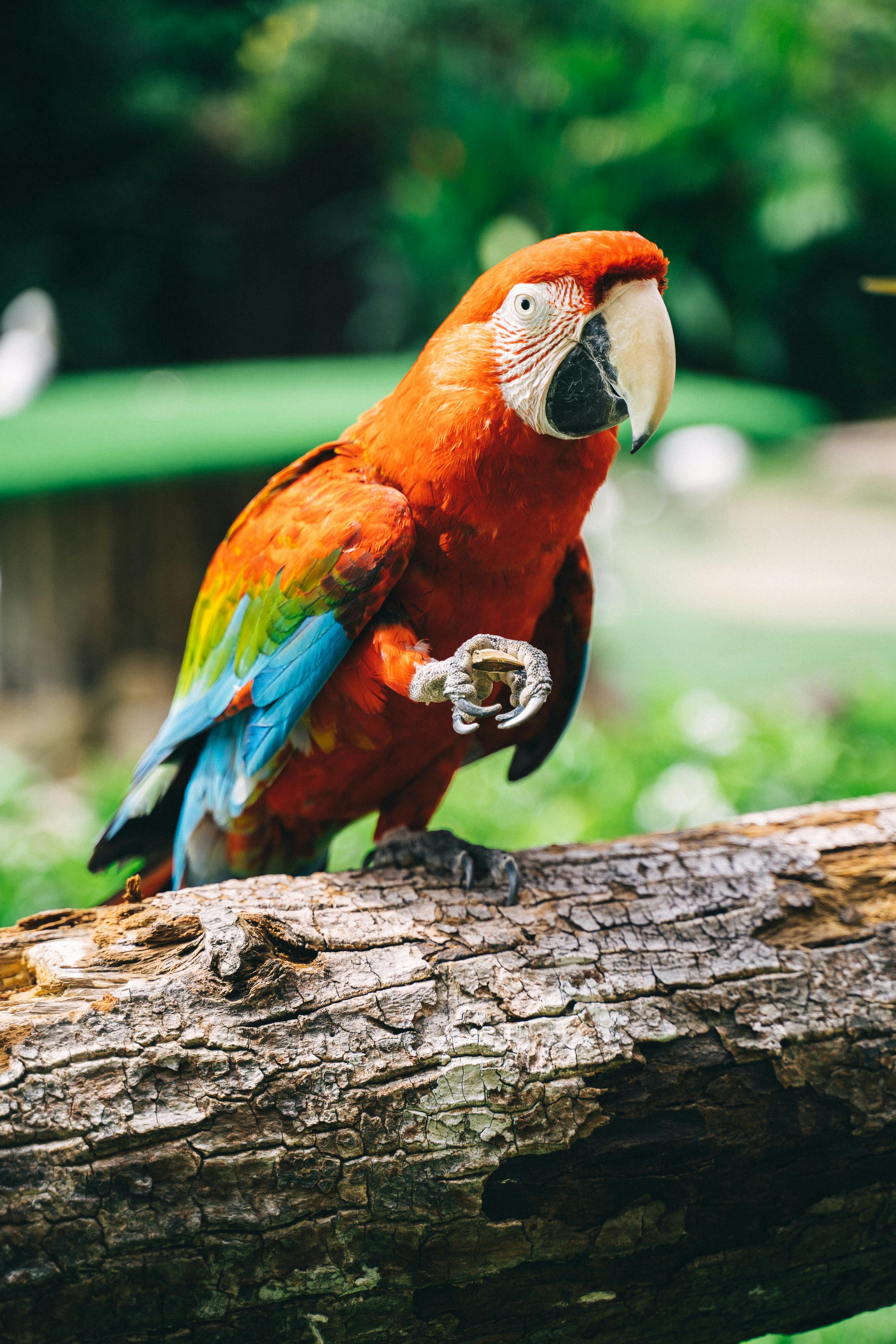 Colorful Parrots