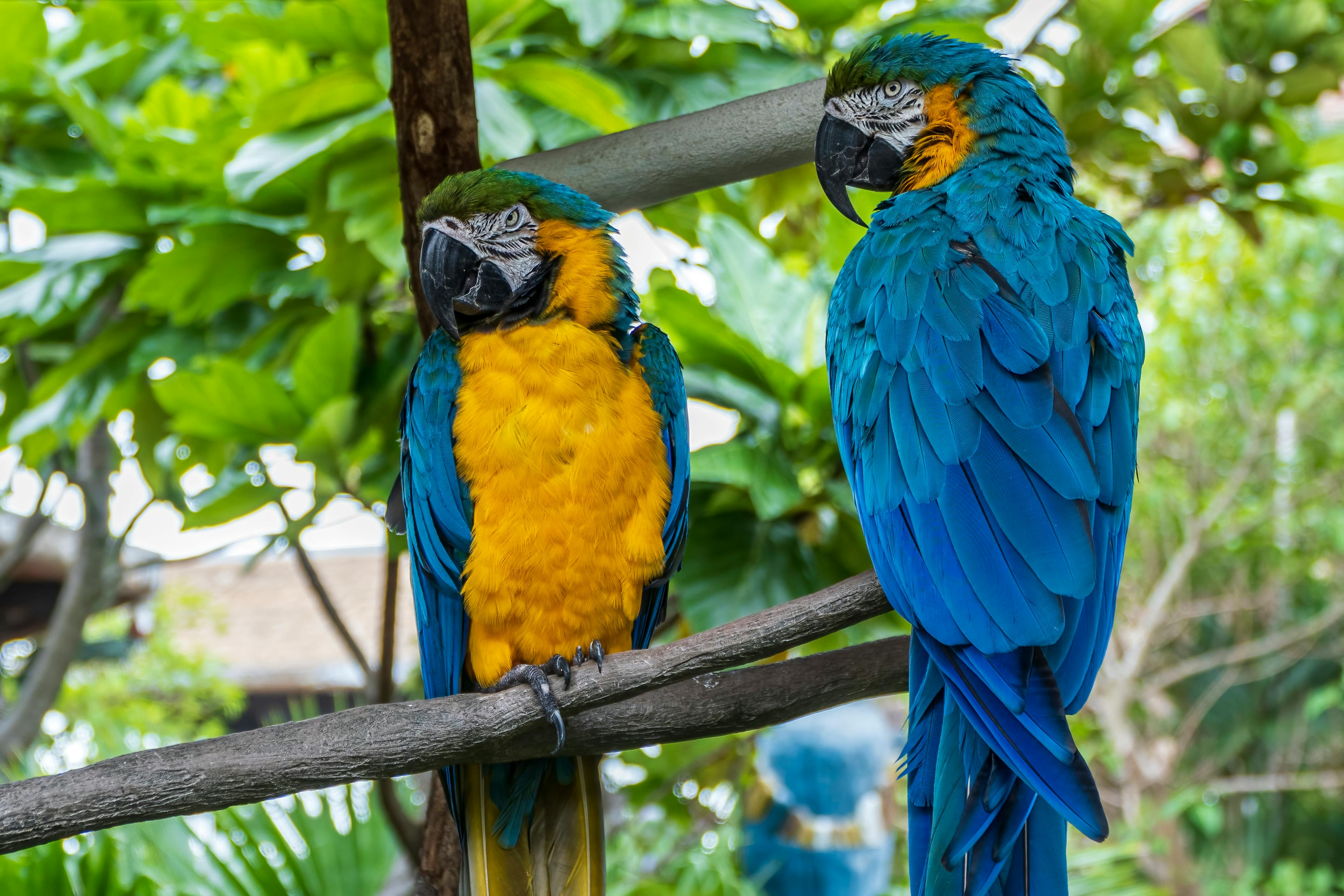 Parrot Jungle Miami