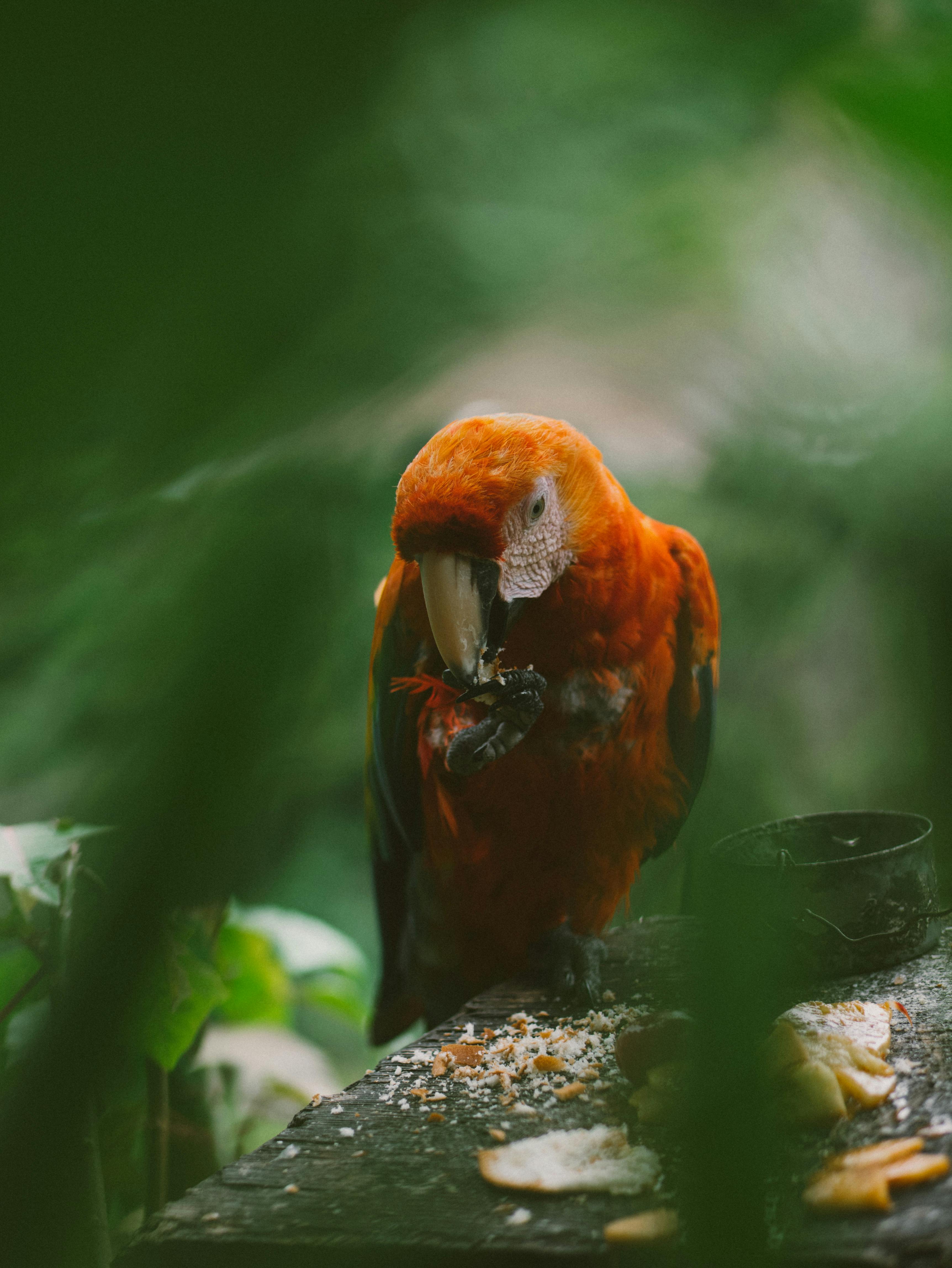 Colorful Parrots at Parrot Jungle Miami