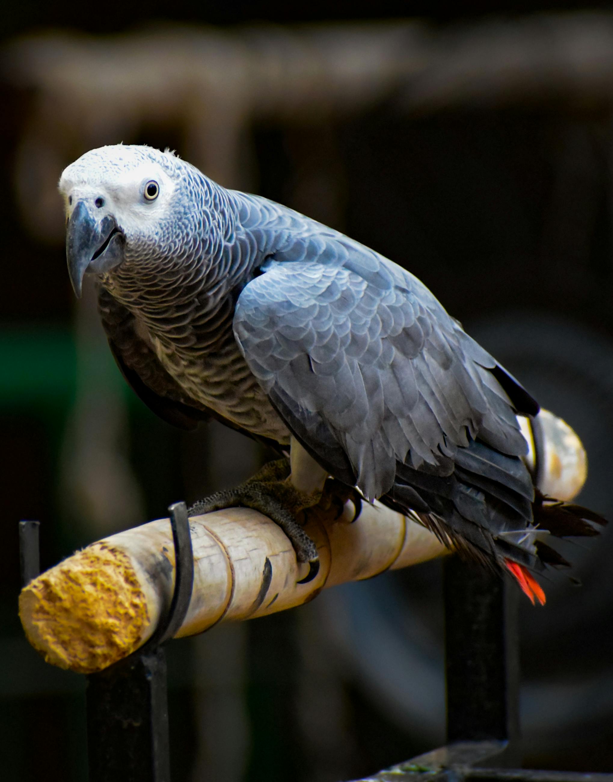 Grey African Parrot in Play