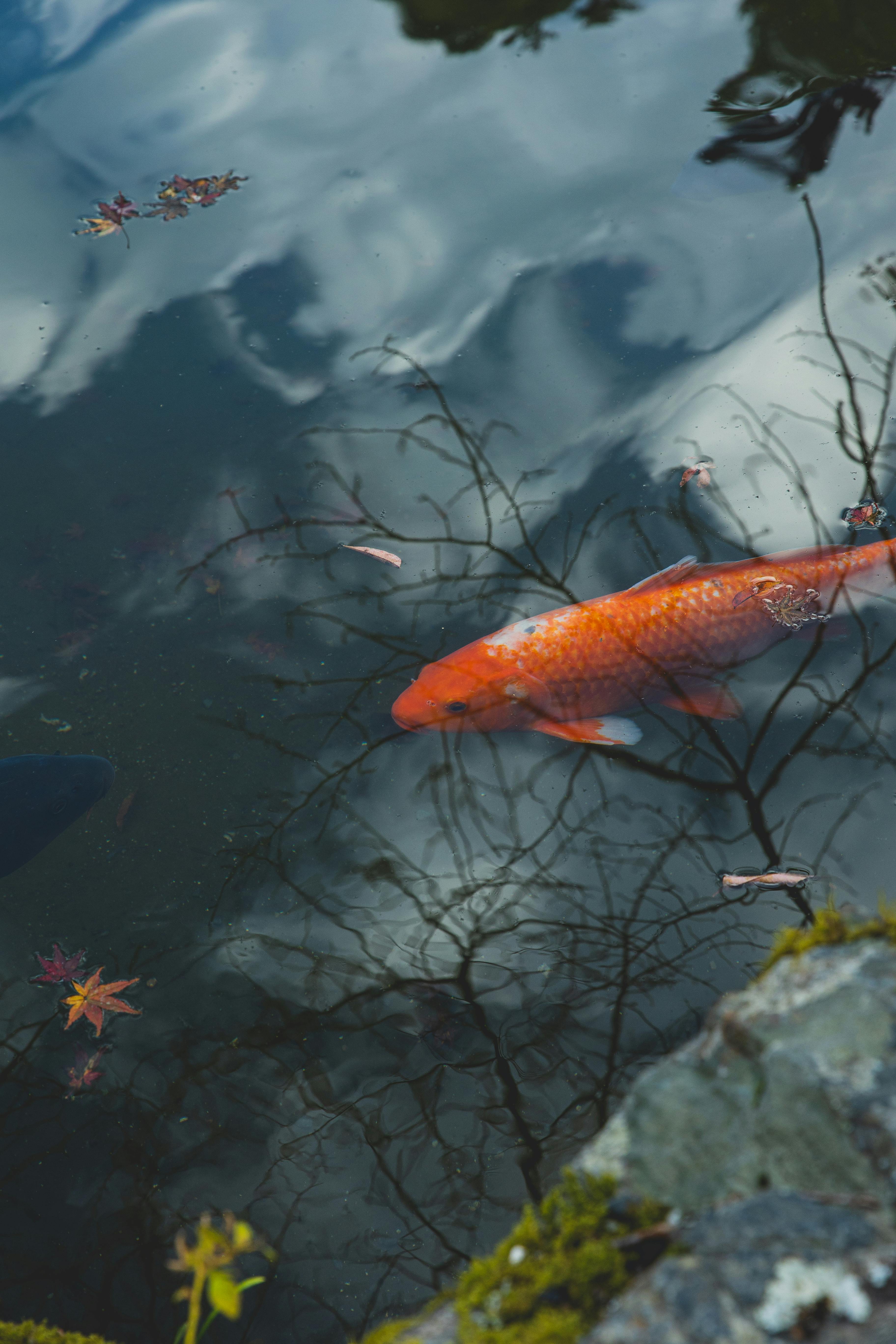 Colorful Freshwater Parrot Fish