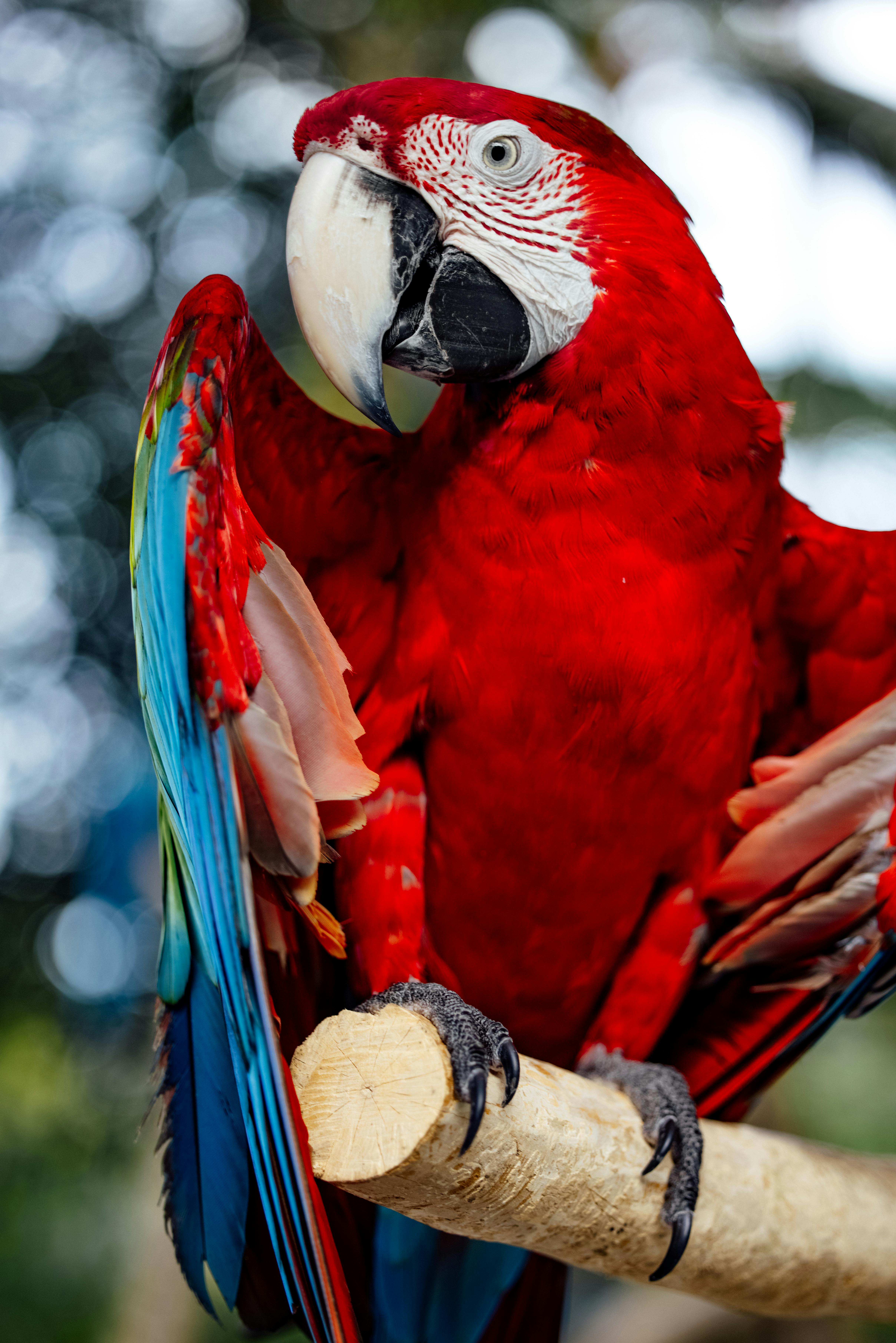 Colorful Red Crowned Parrot