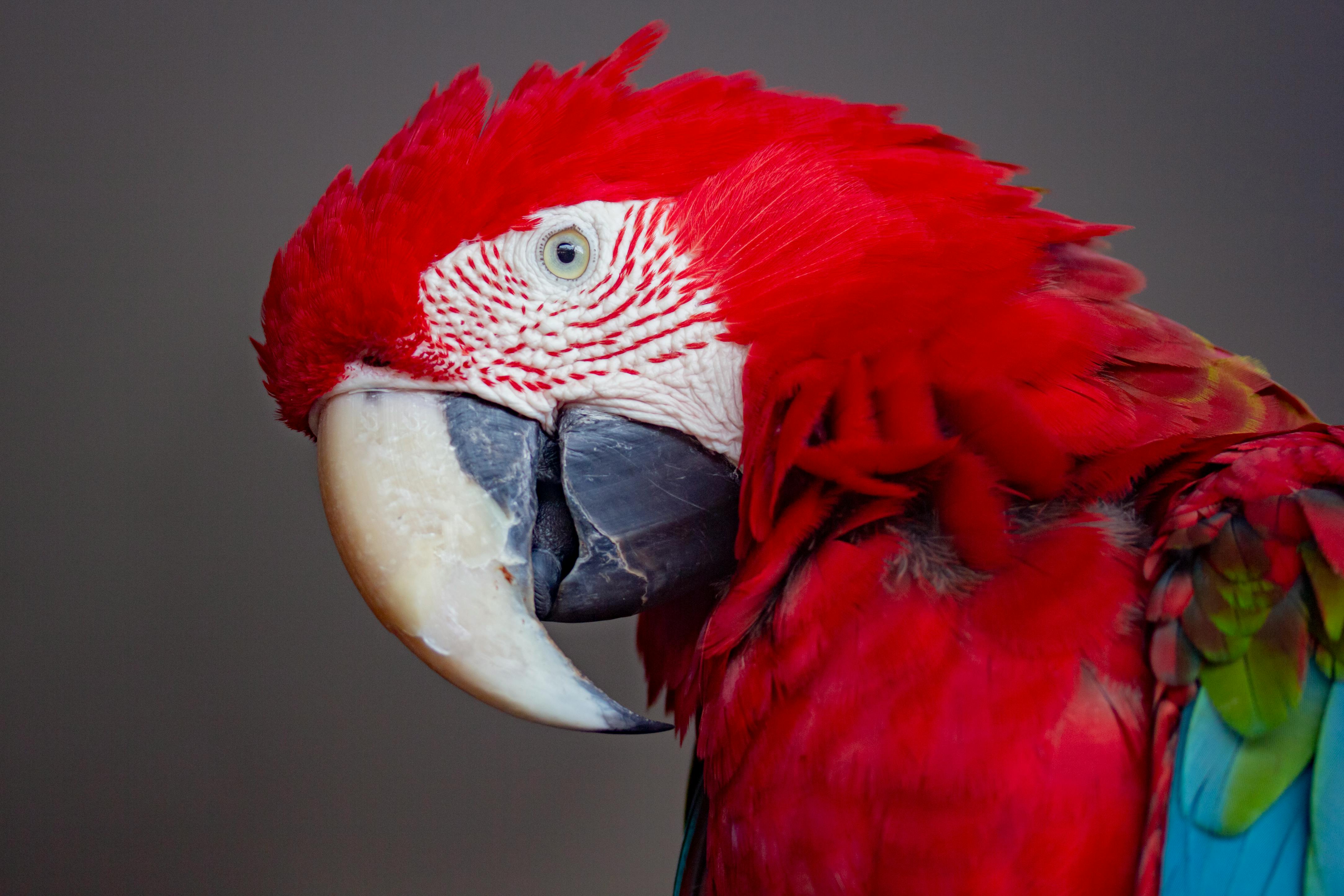 Managing Parrot Fever