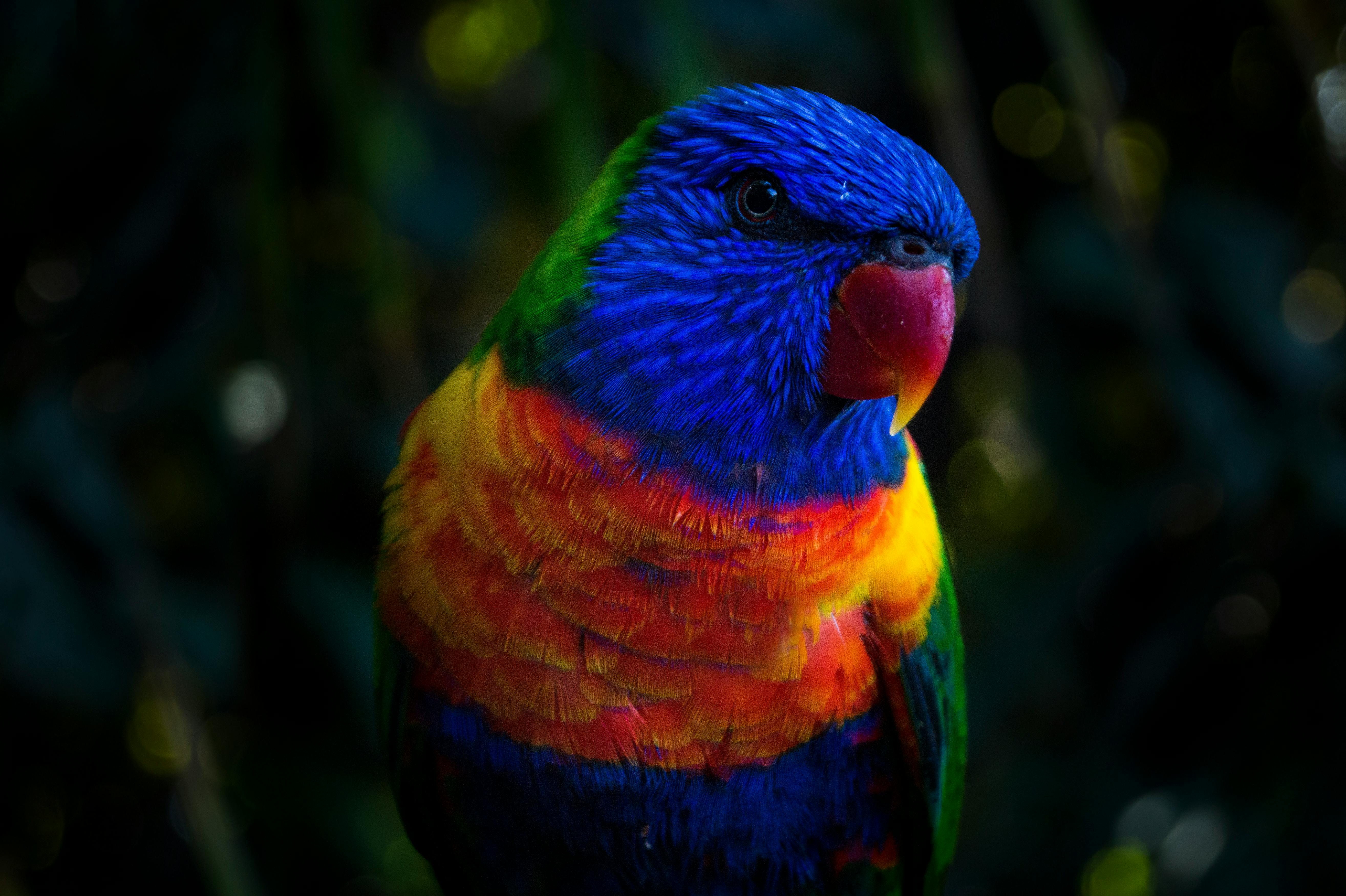 Colorful Parrots