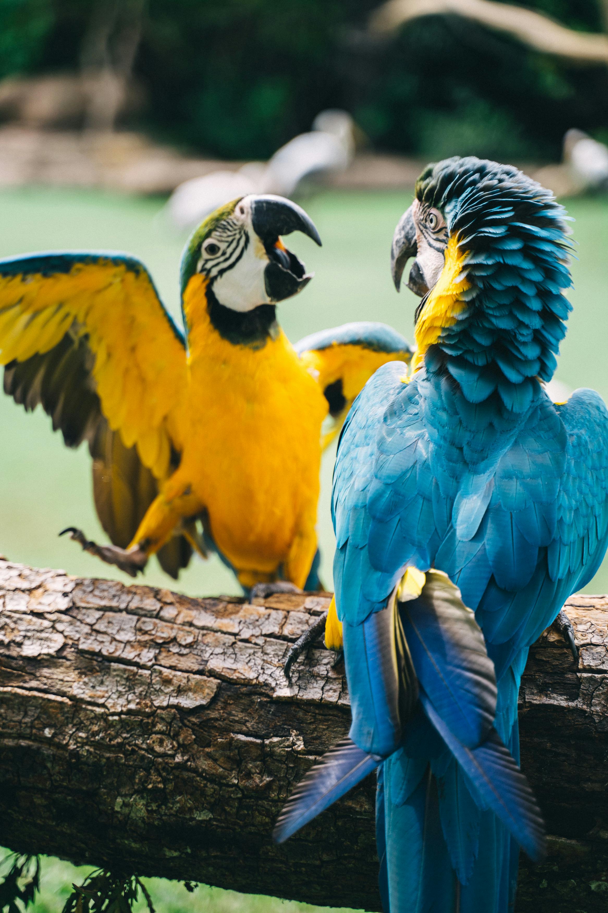 Playful Parrots