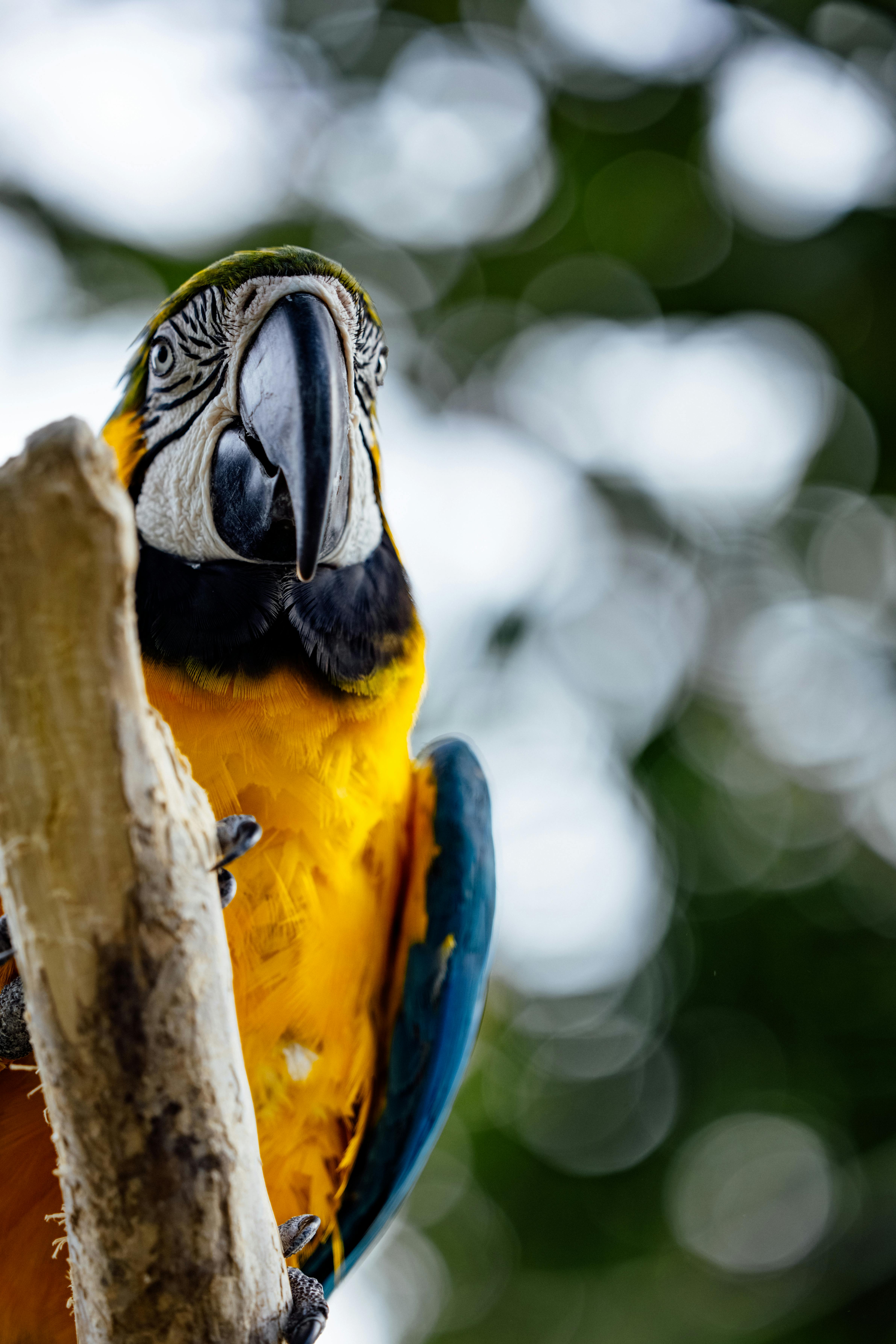 Yellow-Naped Amazon Parrot