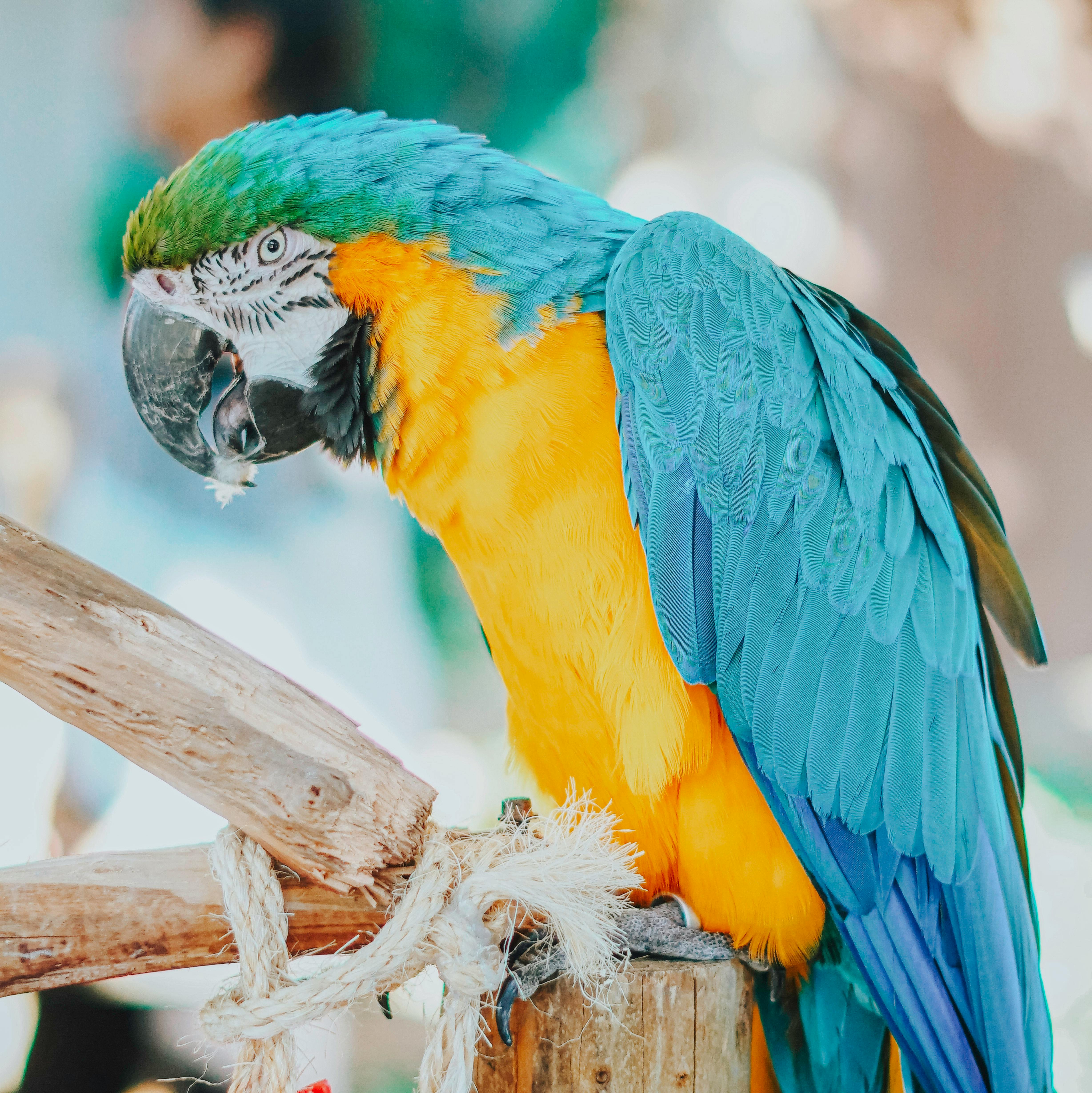 Yellow-Naped Amazon Parrot Interaction