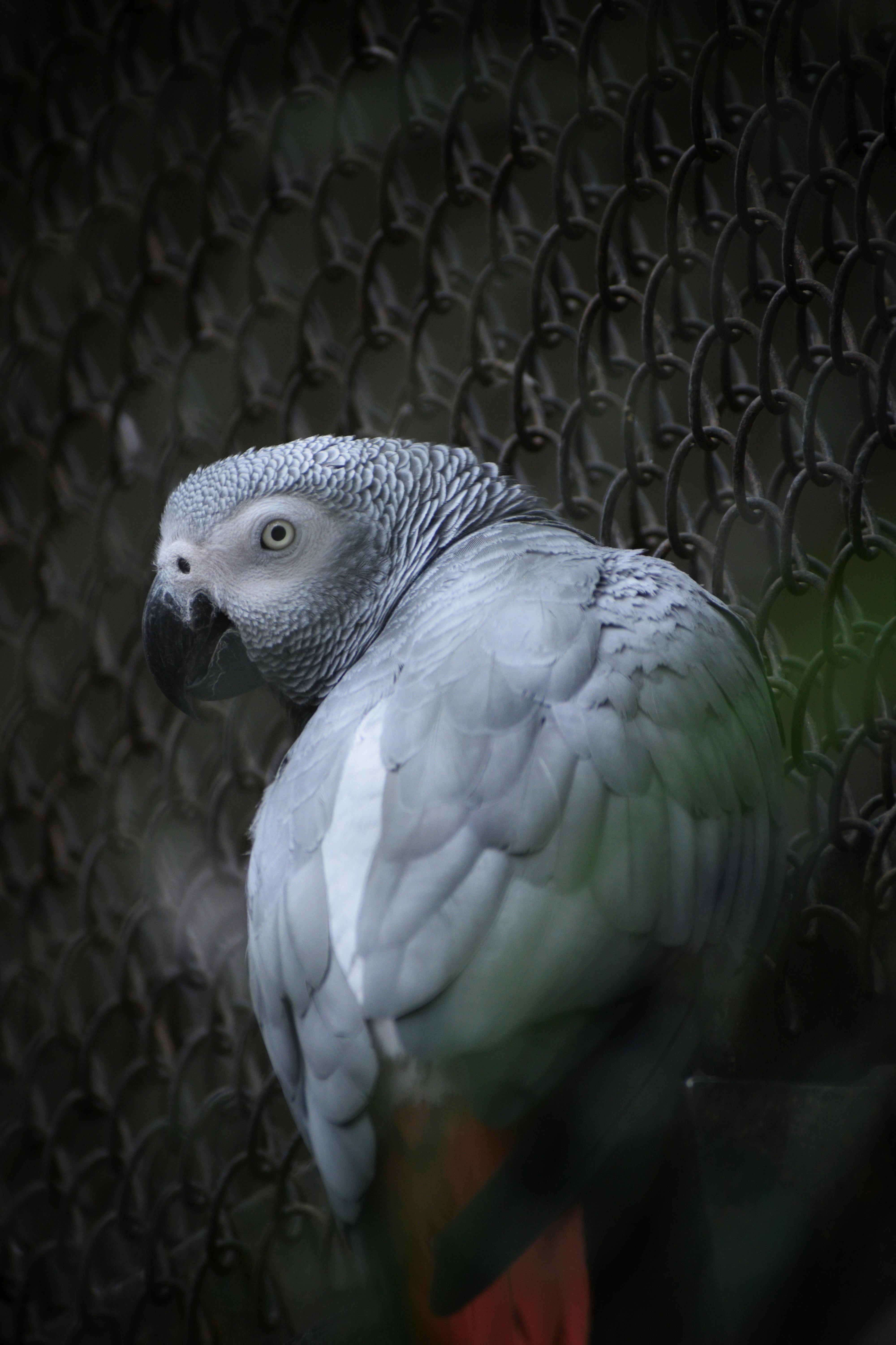 Diverse Parrot Breeds