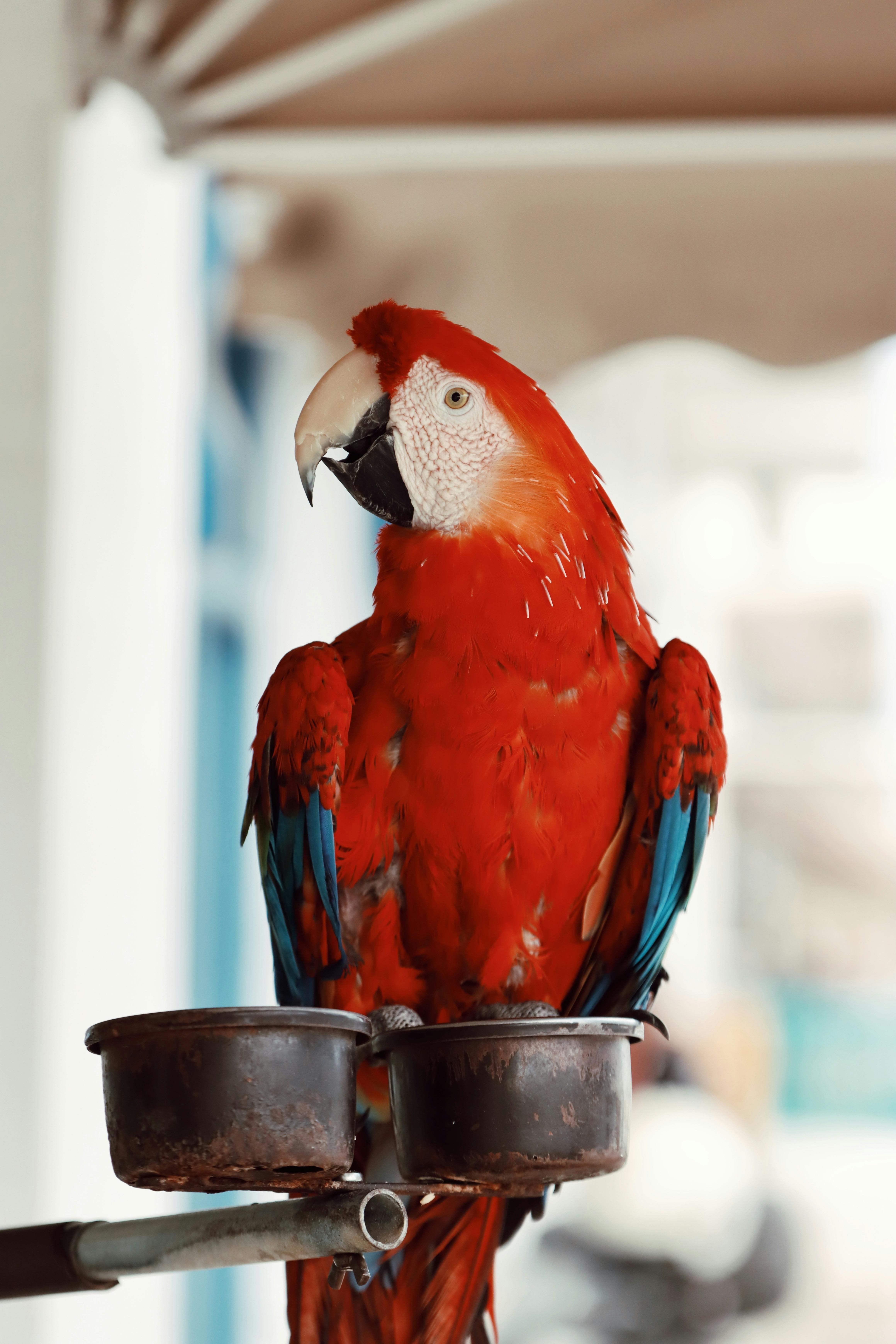 Beautiful Parrots