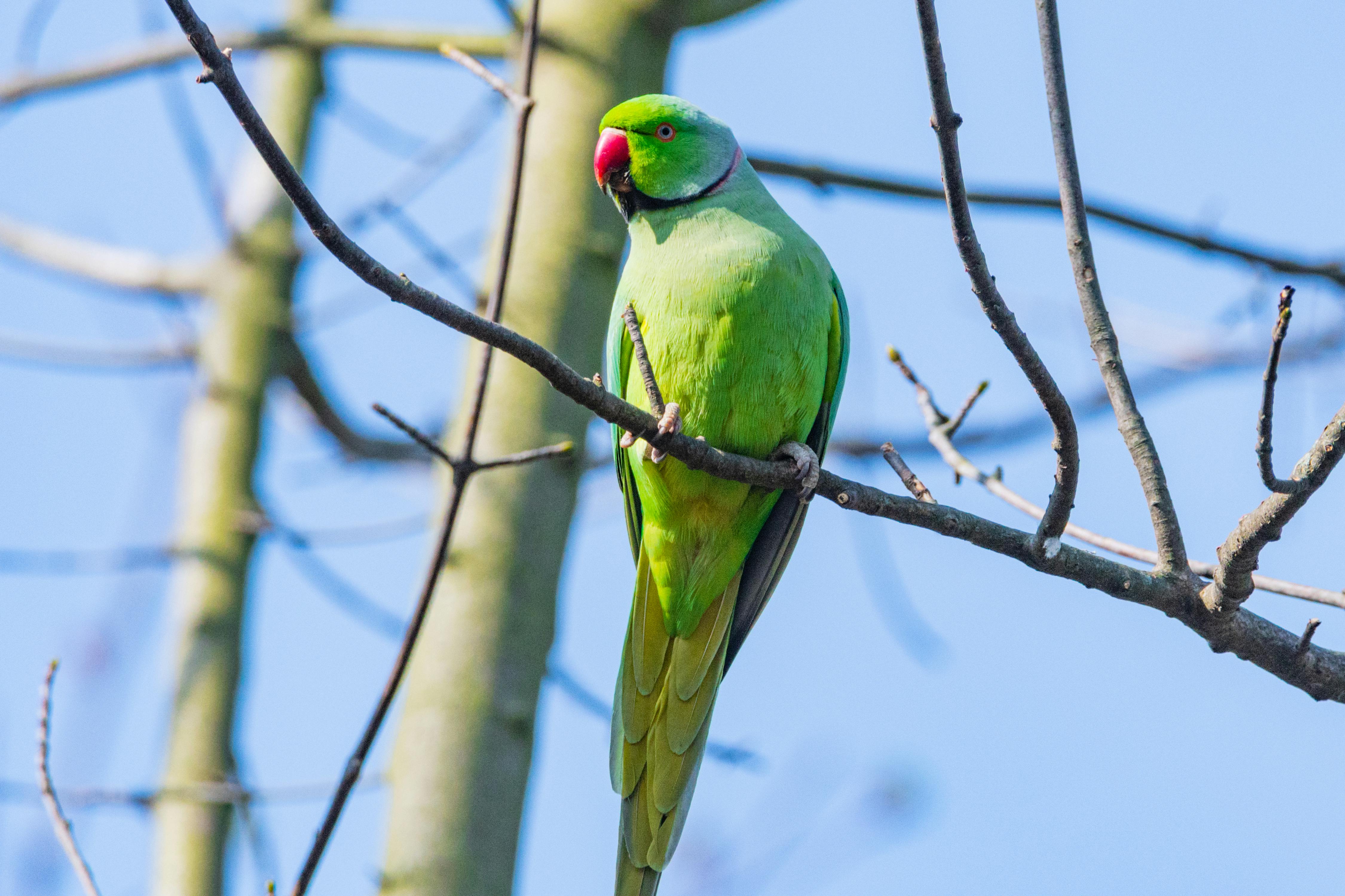 Indian Parrot