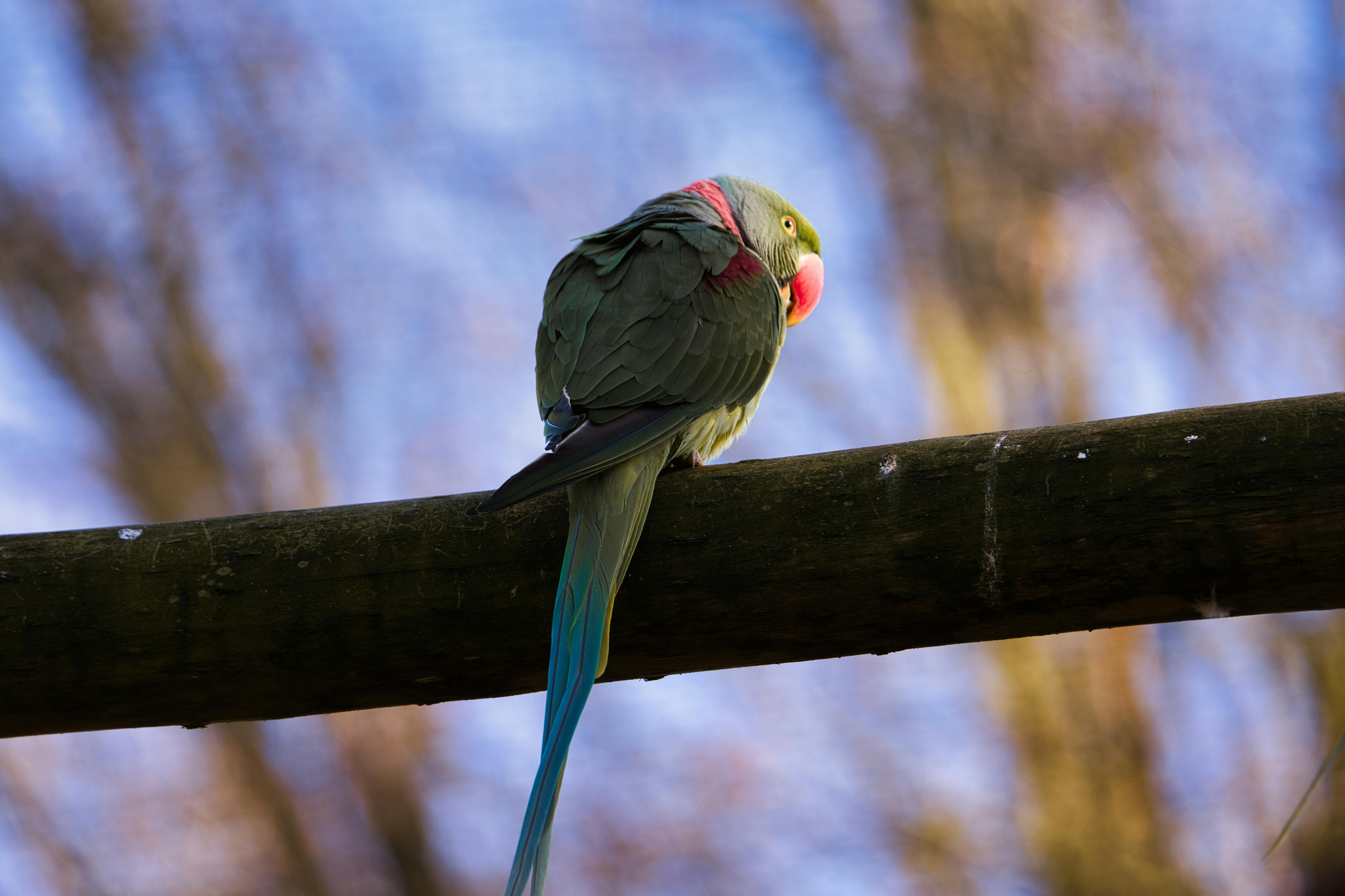 Indian Parrot in Habitat