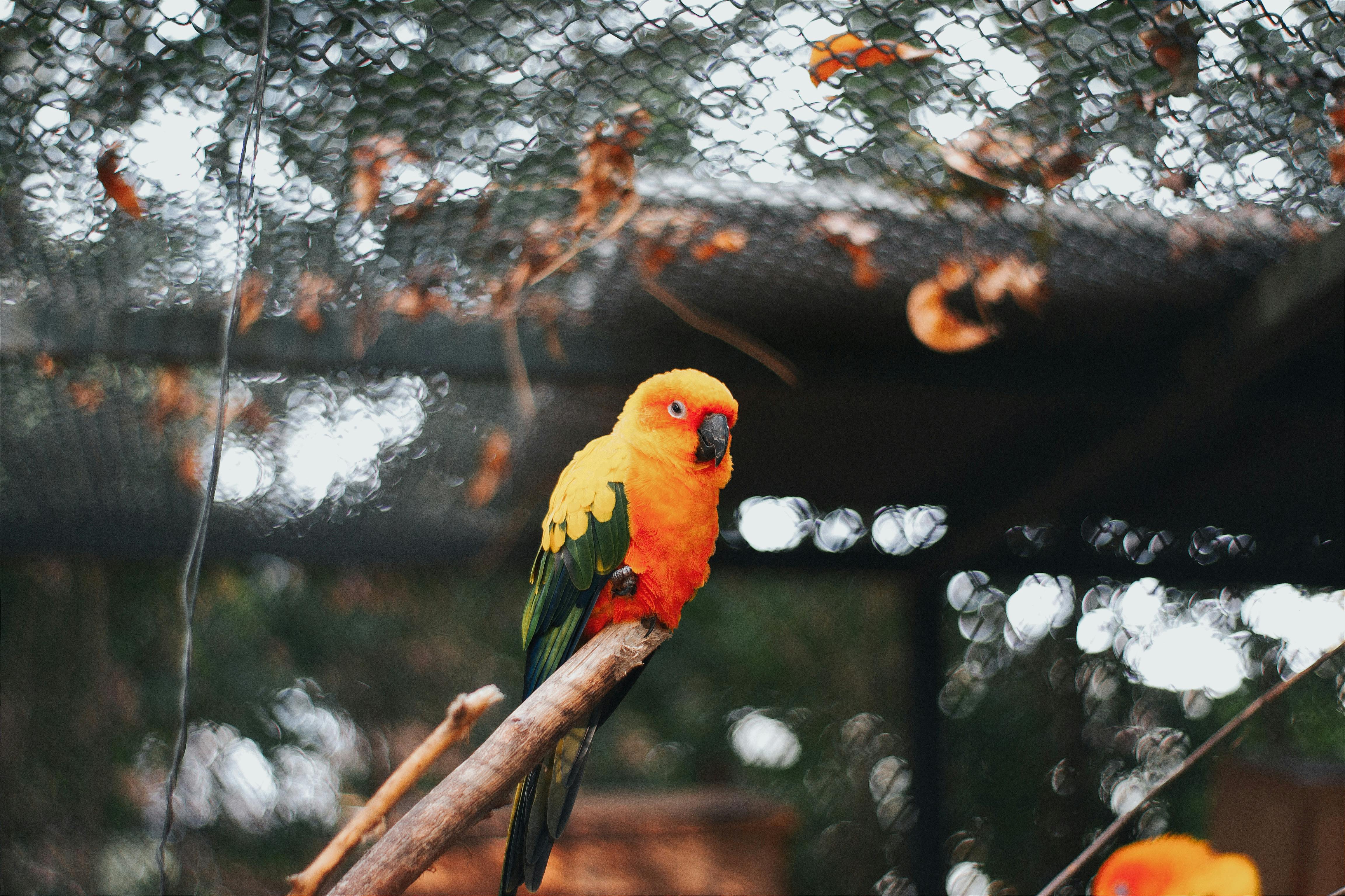 Eclectus Parrot Lifespan