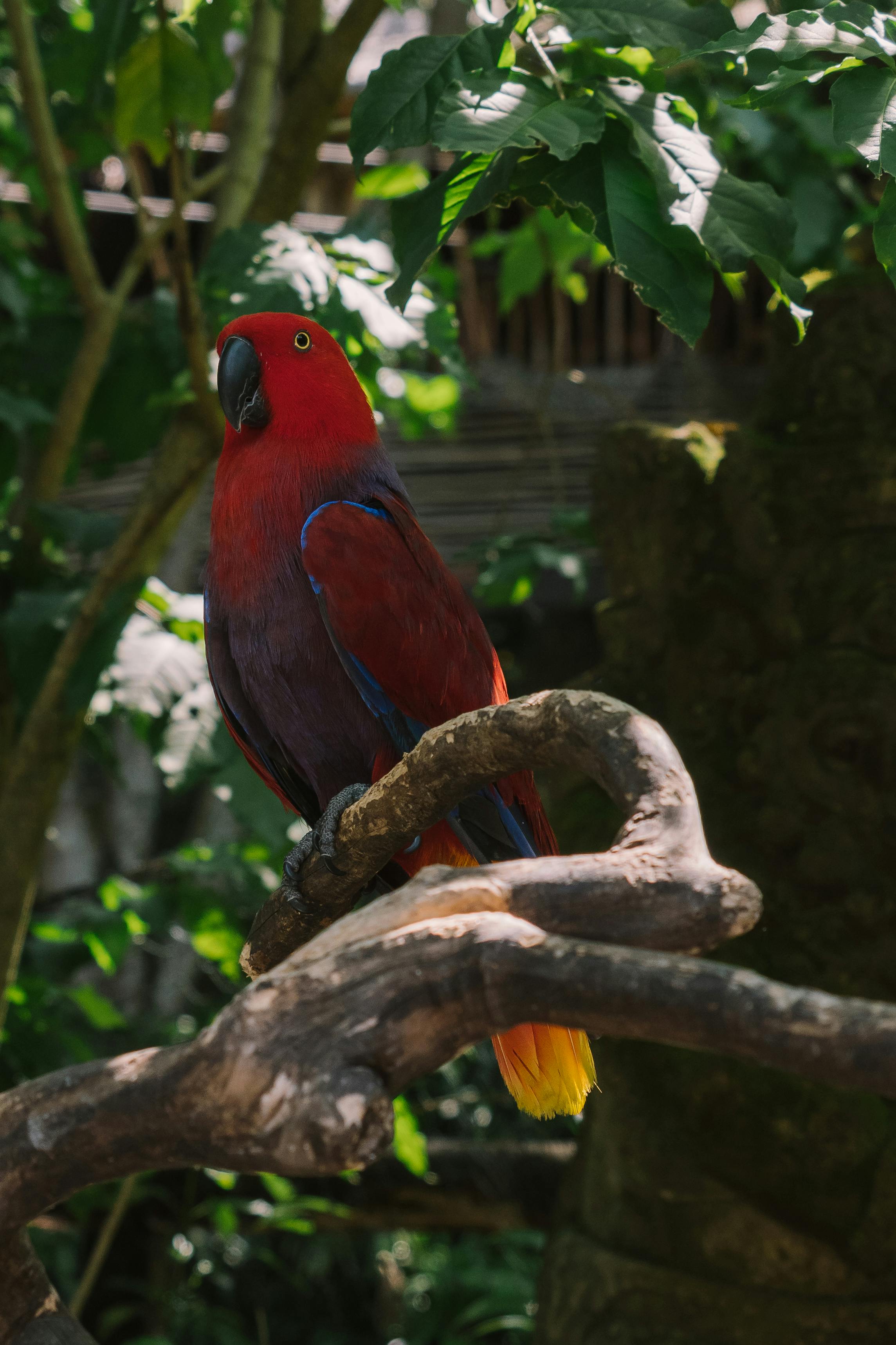 Healthy Eclectus Parrot Diet