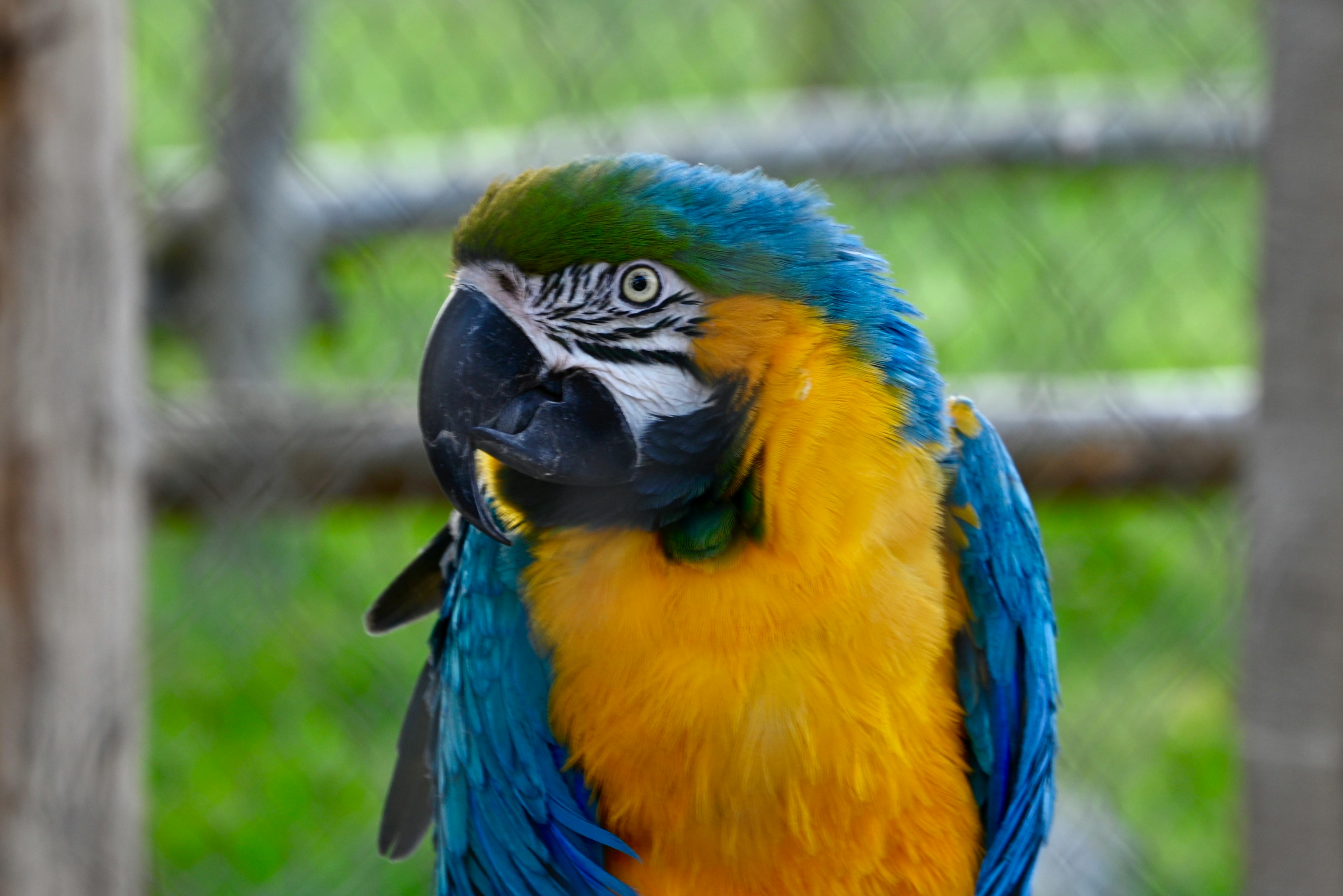 Parrot Rescue Efforts