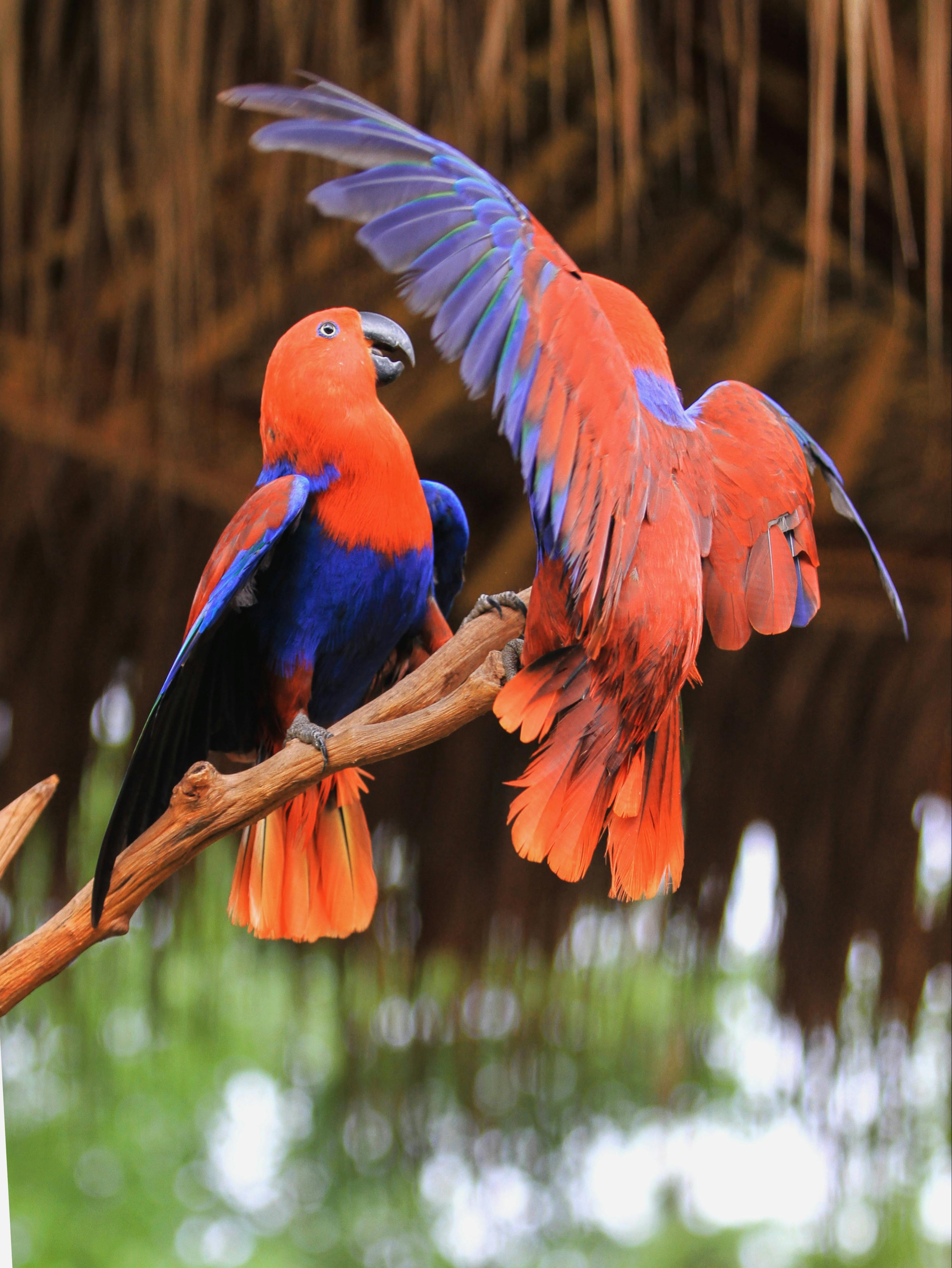 Colorful Parrots in a Shop