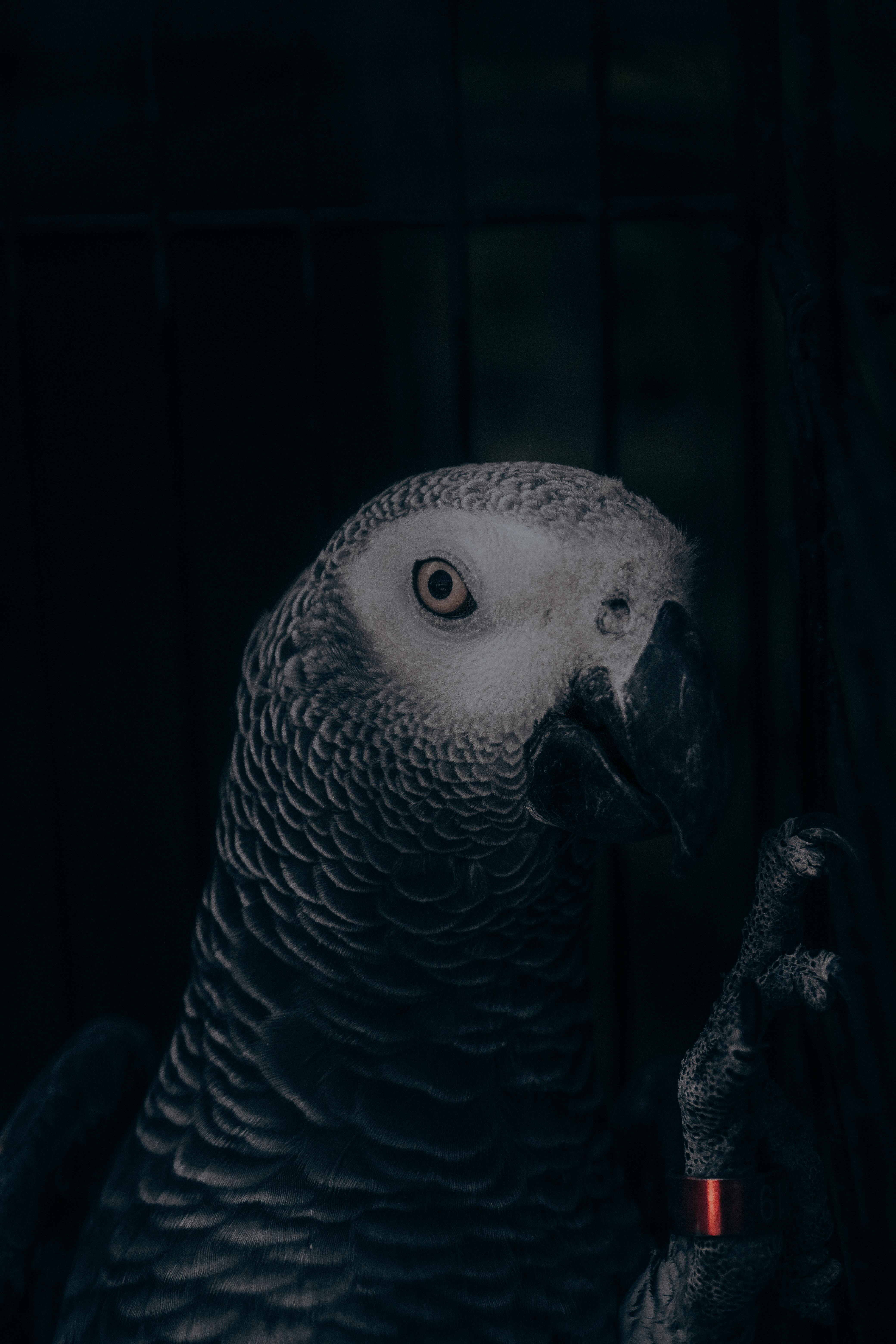 African Grey Parrot Training