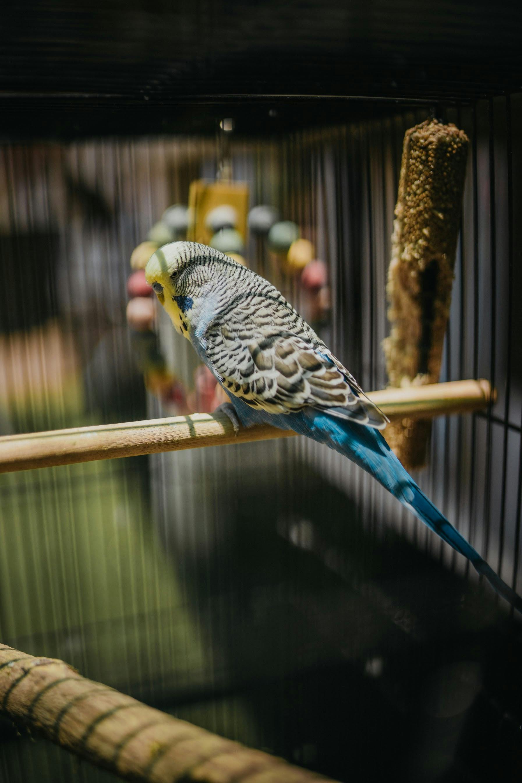 Colorful Parrot Toys