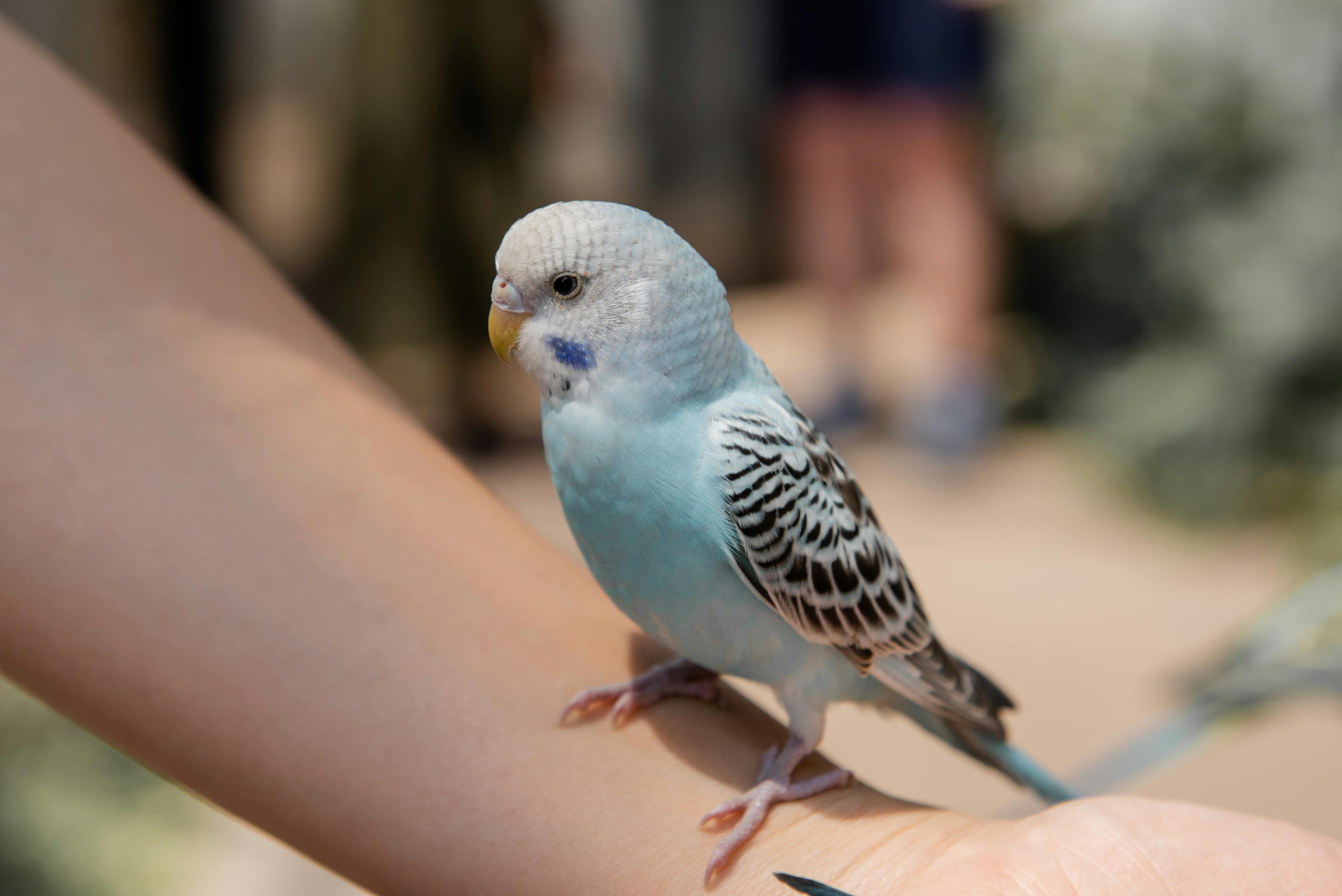 Parrots in a Habitat