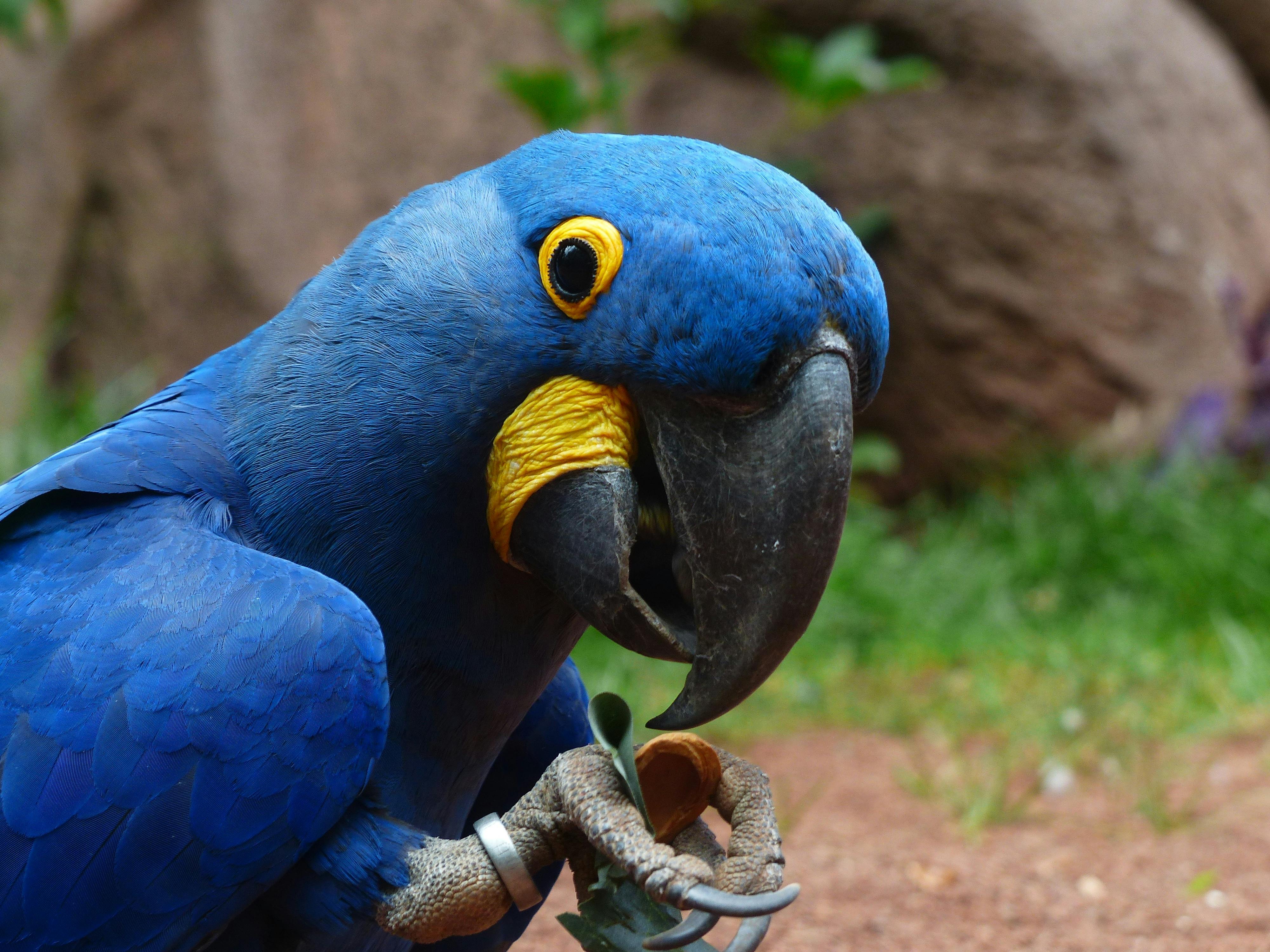 Happy Parrot Pet