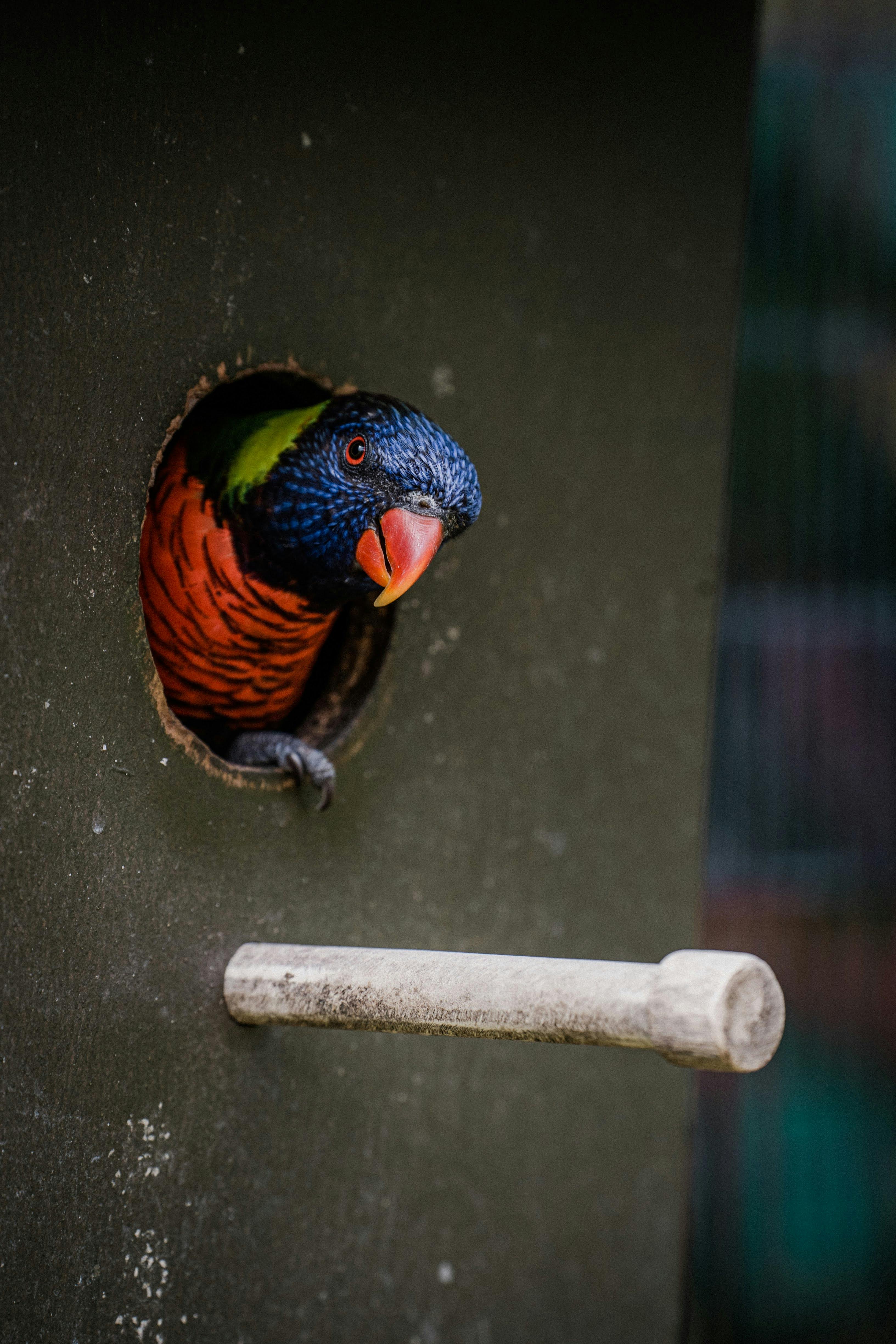 Parrot habitat